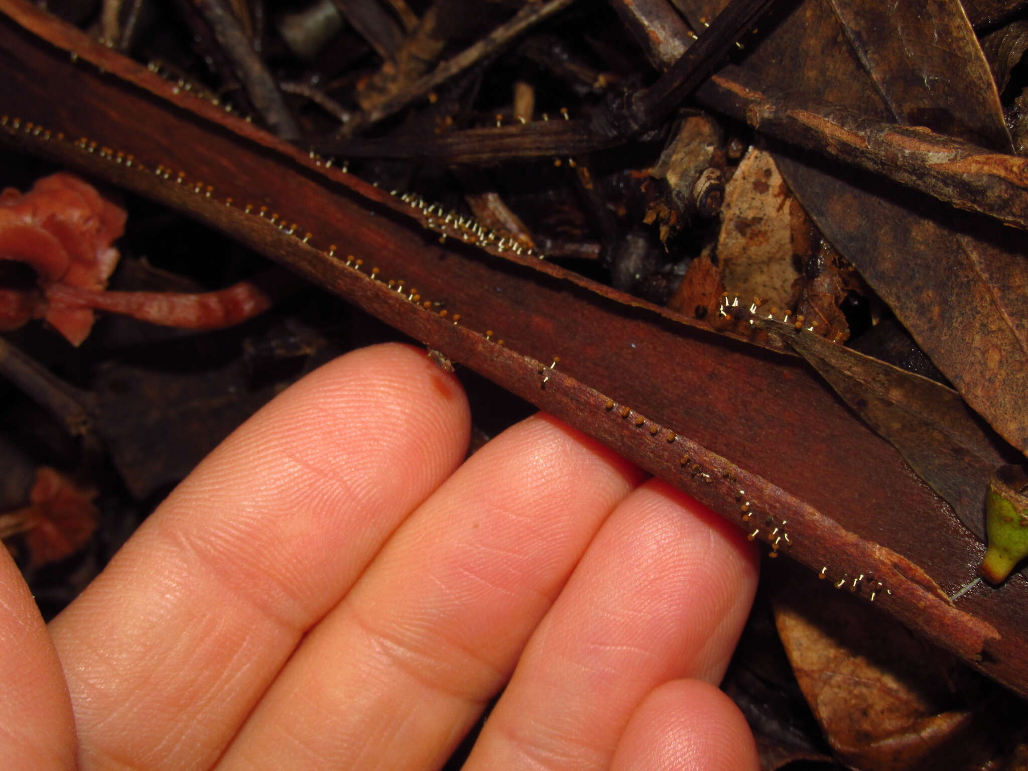 Image of Physarum melleum