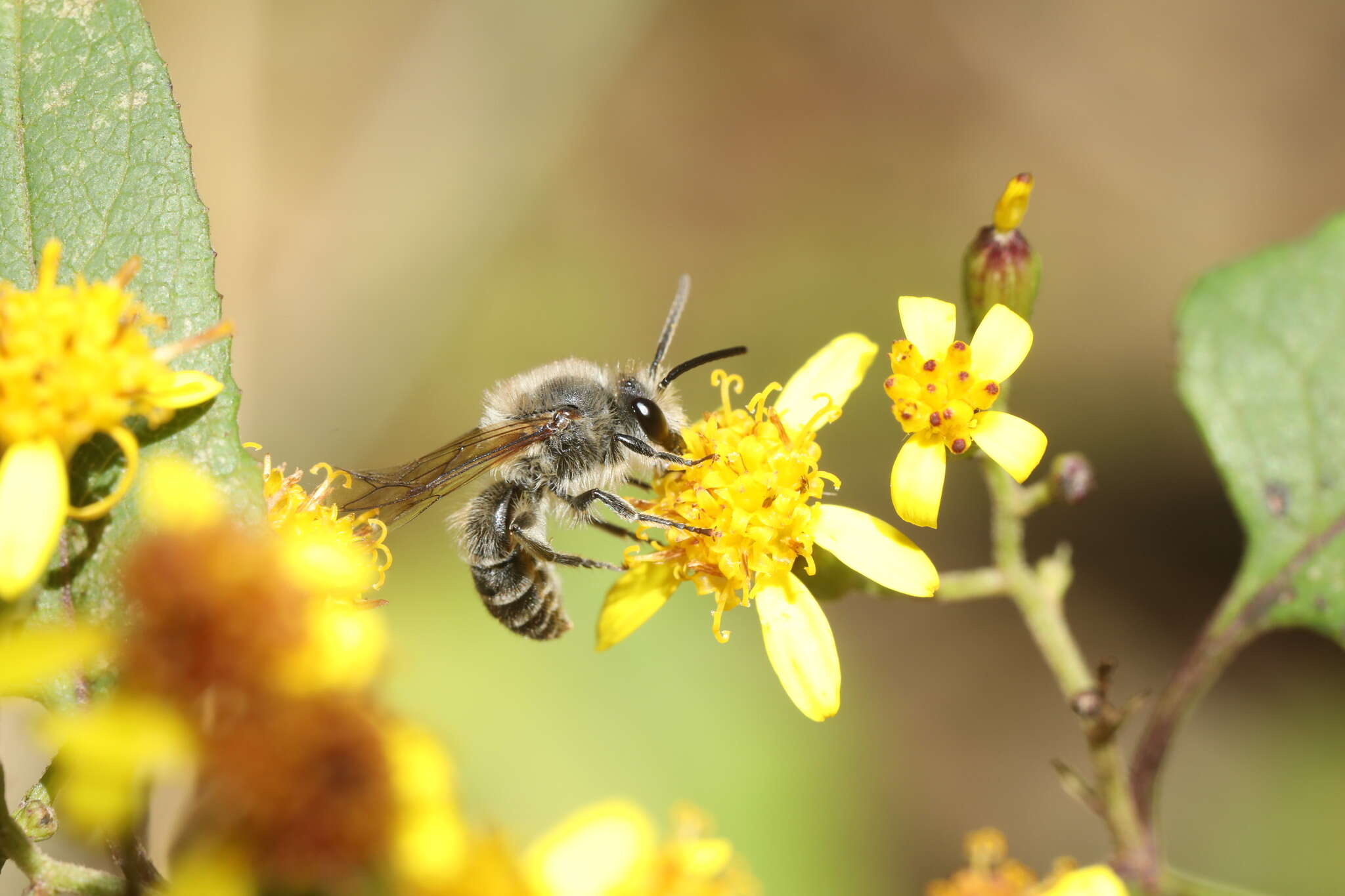 Image of Colletes taiwanensis Dubitzki & Kuhlmann 2004