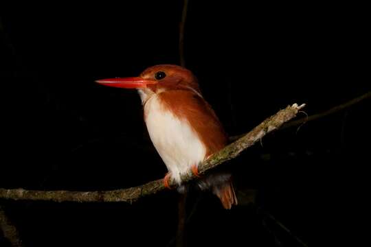 صورة Corythornis madagascariensis (Linnaeus 1766)