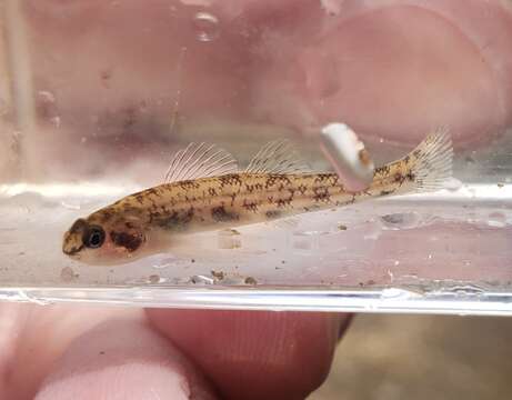 صورة Etheostoma chlorosomum (Hay 1881)