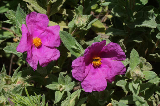 Image of hairy rockrose