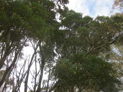 Image of Banksia seminuda (A. S. George) B. L. Rye