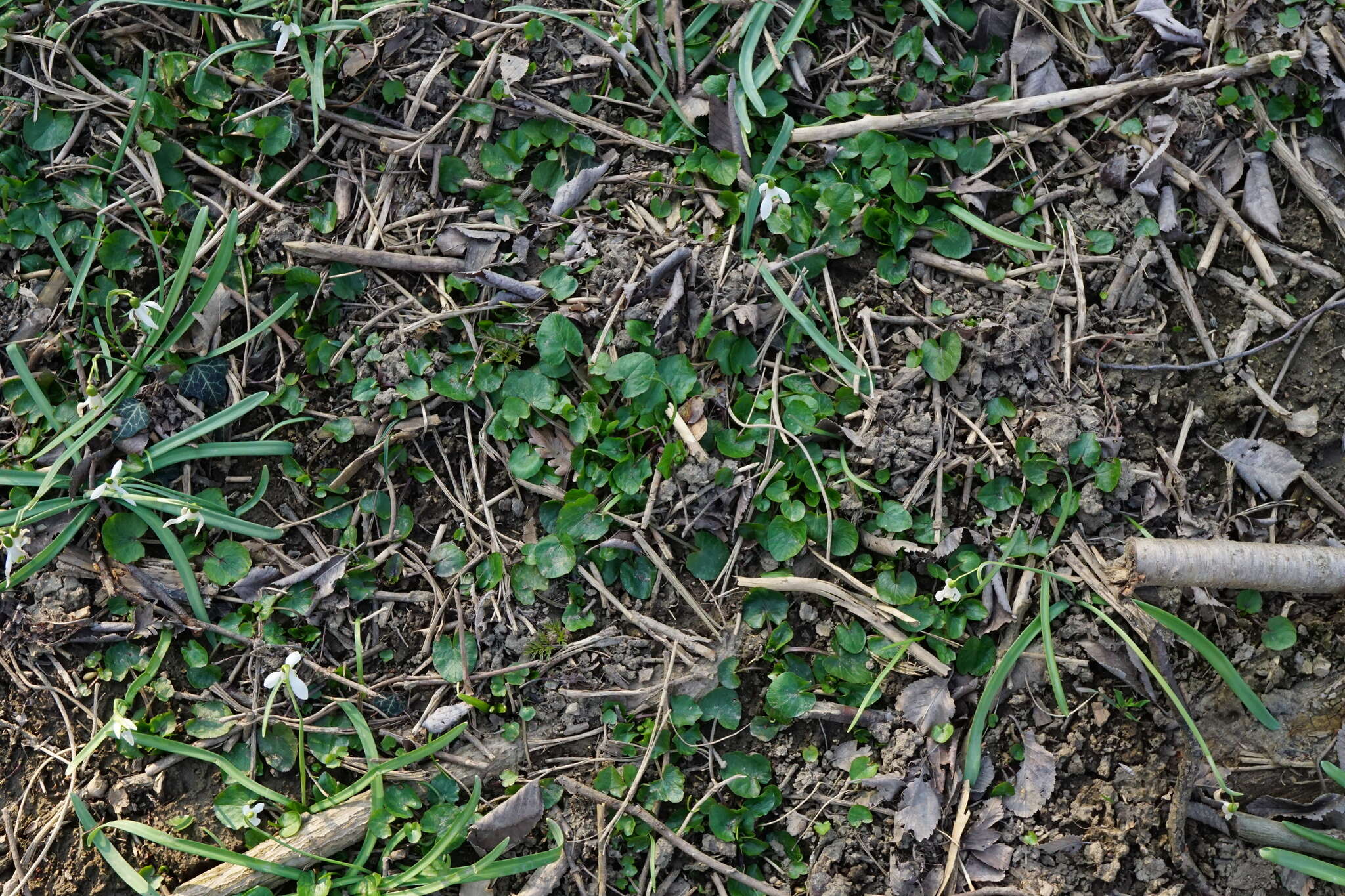 Image of Lesser celandine