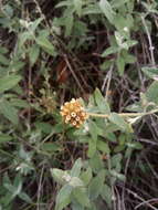 Image of Buddleja aromatica Remy