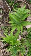 Sivun Pteris minor (Hieron.) Y. S. Chao kuva