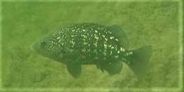 Image of Black grunter