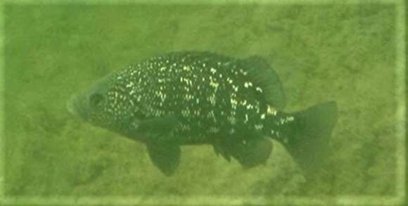 Image of Black grunter