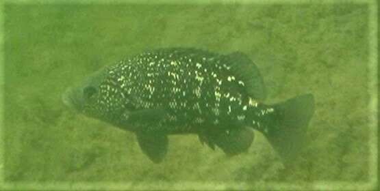 Image of Black grunter