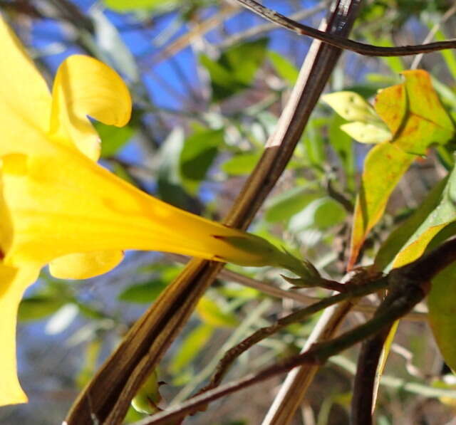 Image of Rankin's trumpetflower