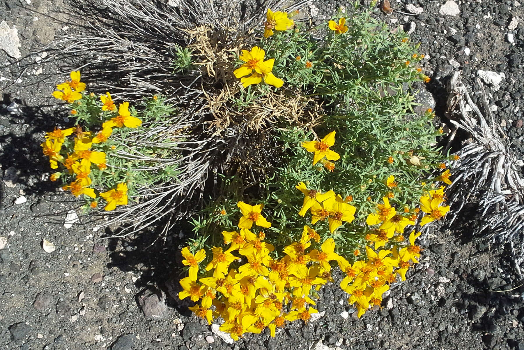 Image of Rocky Mountain zinnia