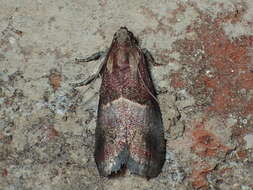 Acrobasis exsulella Zeller 1848 resmi