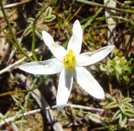 Image of Pauridia serrata (Thunb.) Snijman & Kocyan