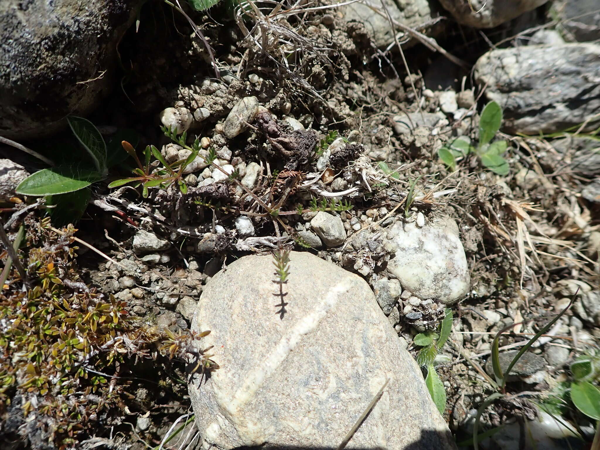 Sivun Chaerophyllum novae-zelandiae K. F. Chung kuva