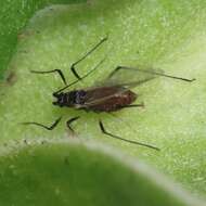 Macrosiphum (Macrosiphum) rosae (Linnaeus 1758) resmi