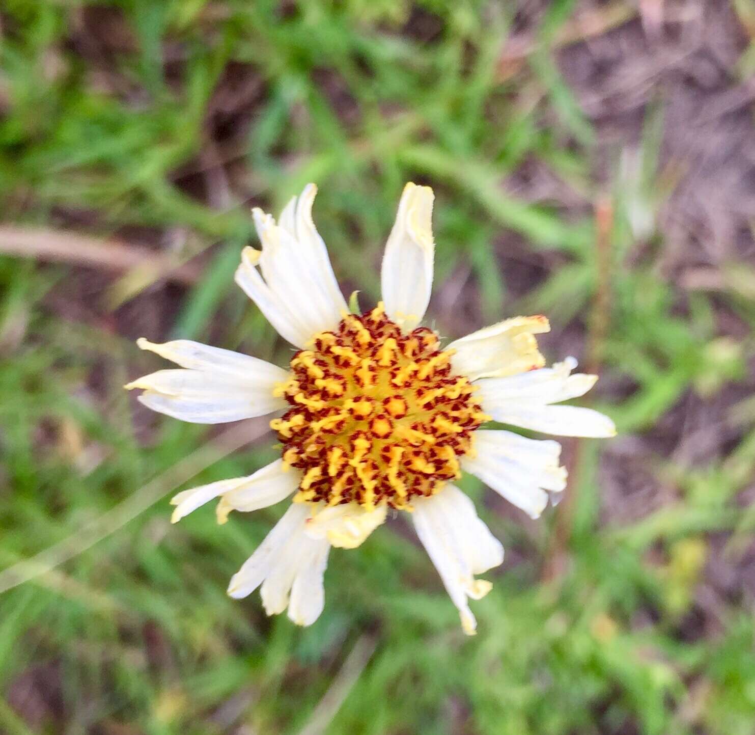 Image de Helenium radiatum (Less.) M. W. Bierner