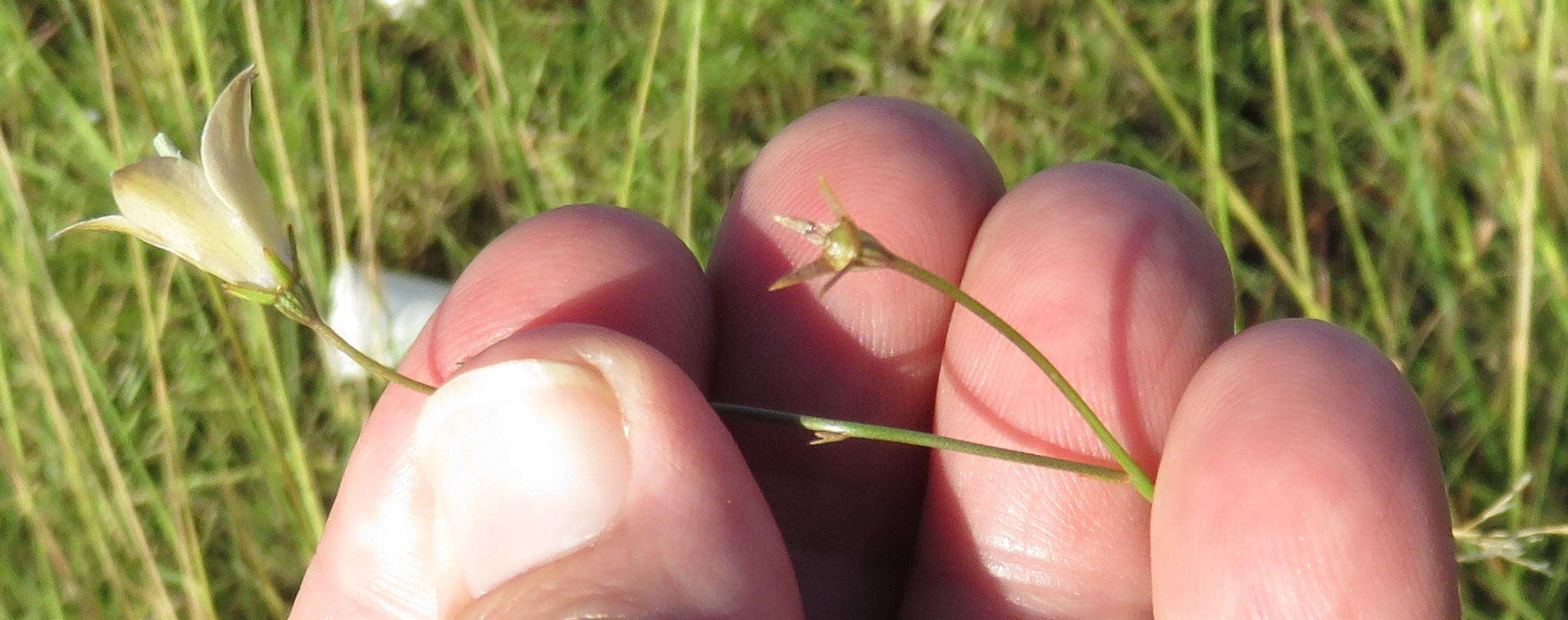 Image of Wahlenbergia virgata Engl.
