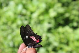 صورة <i>Parides eurimedes mylotes</i> (Bates 1861)