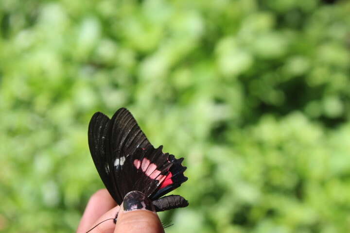 صورة <i>Parides eurimedes mylotes</i> (Bates 1861)