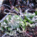 Image of Haworthia arachnoidea var. arachnoidea