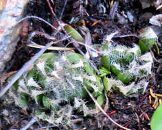 Haworthia arachnoidea var. arachnoidea resmi