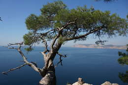 Image of Pinus brutia var. pityusa (Steven) Silba