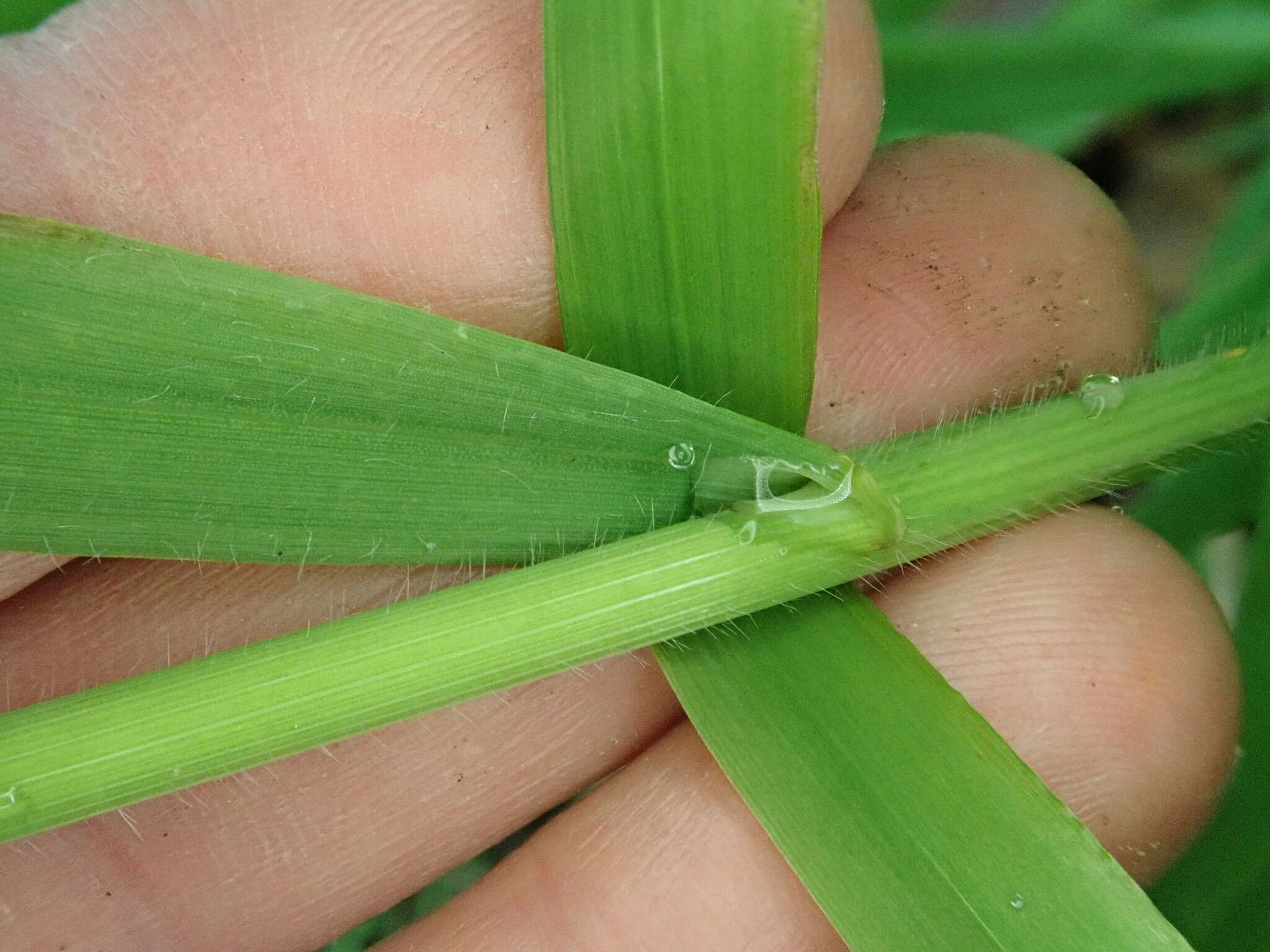 Image of Columbia brome