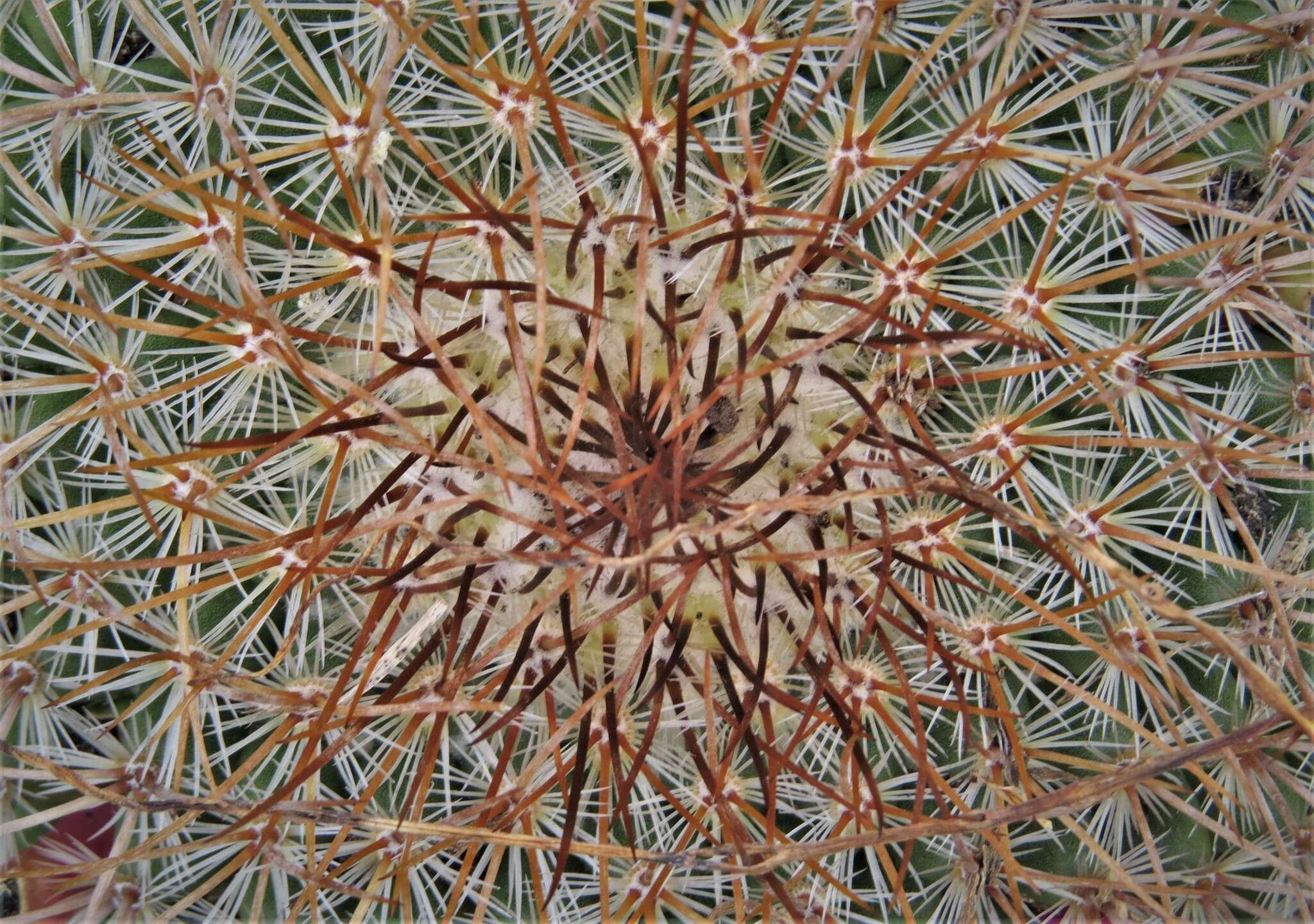 Image of Mammillaria rhodantha subsp. rhodantha