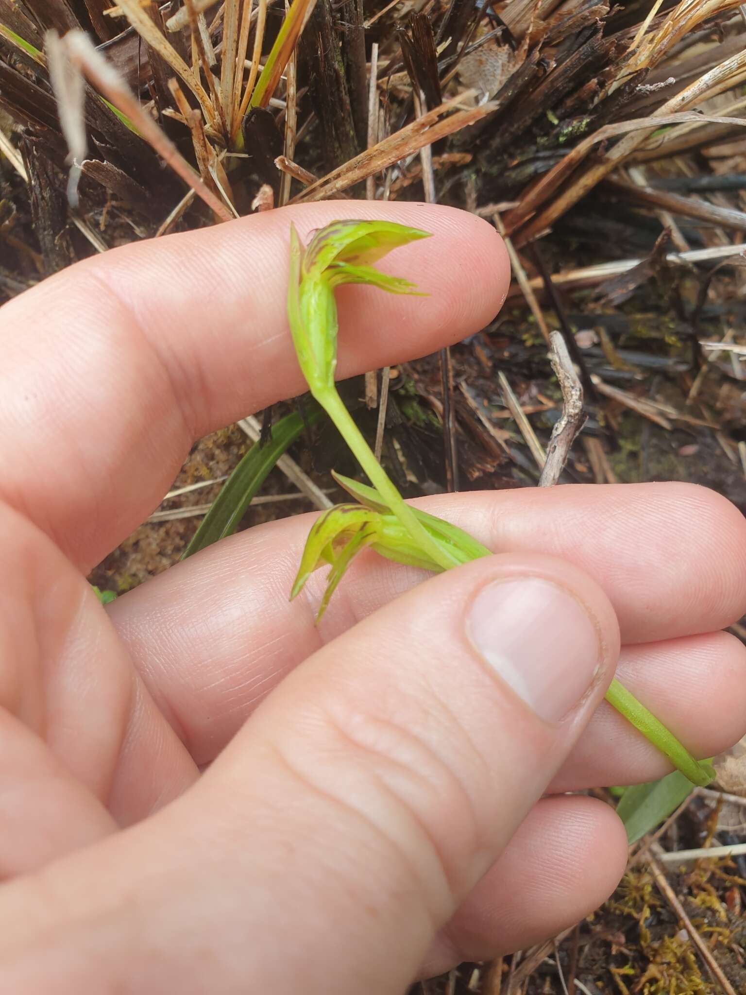 Image of Waireia stenopetala (Hook. fil.) D. L. Jones, M. A. Clem. & Molloy