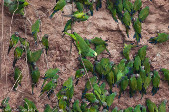 Image of Dusky-headed Parakeet