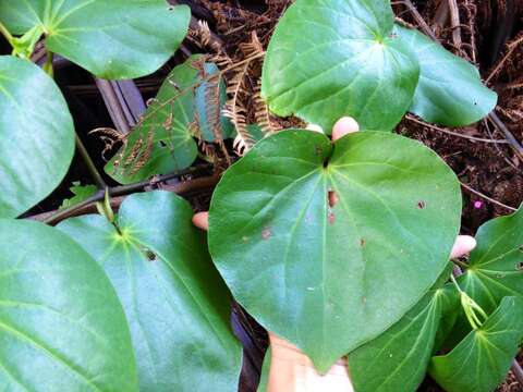 Image of Macropiper excelsum subsp. excelsum