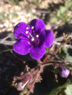 Image of wild canterbury bells