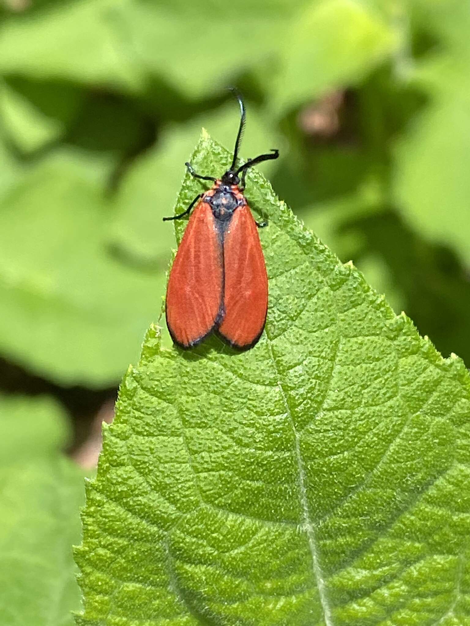 Sivun Ptychoglene erythrophora Felder 1874 kuva