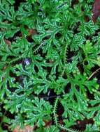 Image of Selaginella fruticulosa (Bory) Spring