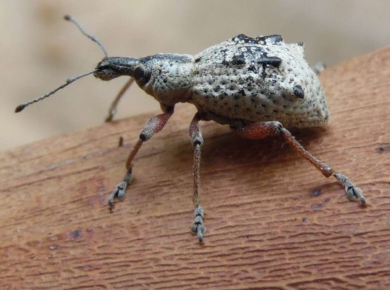 Image of Hybreoleptops tuberculifer (Boheman 1842)