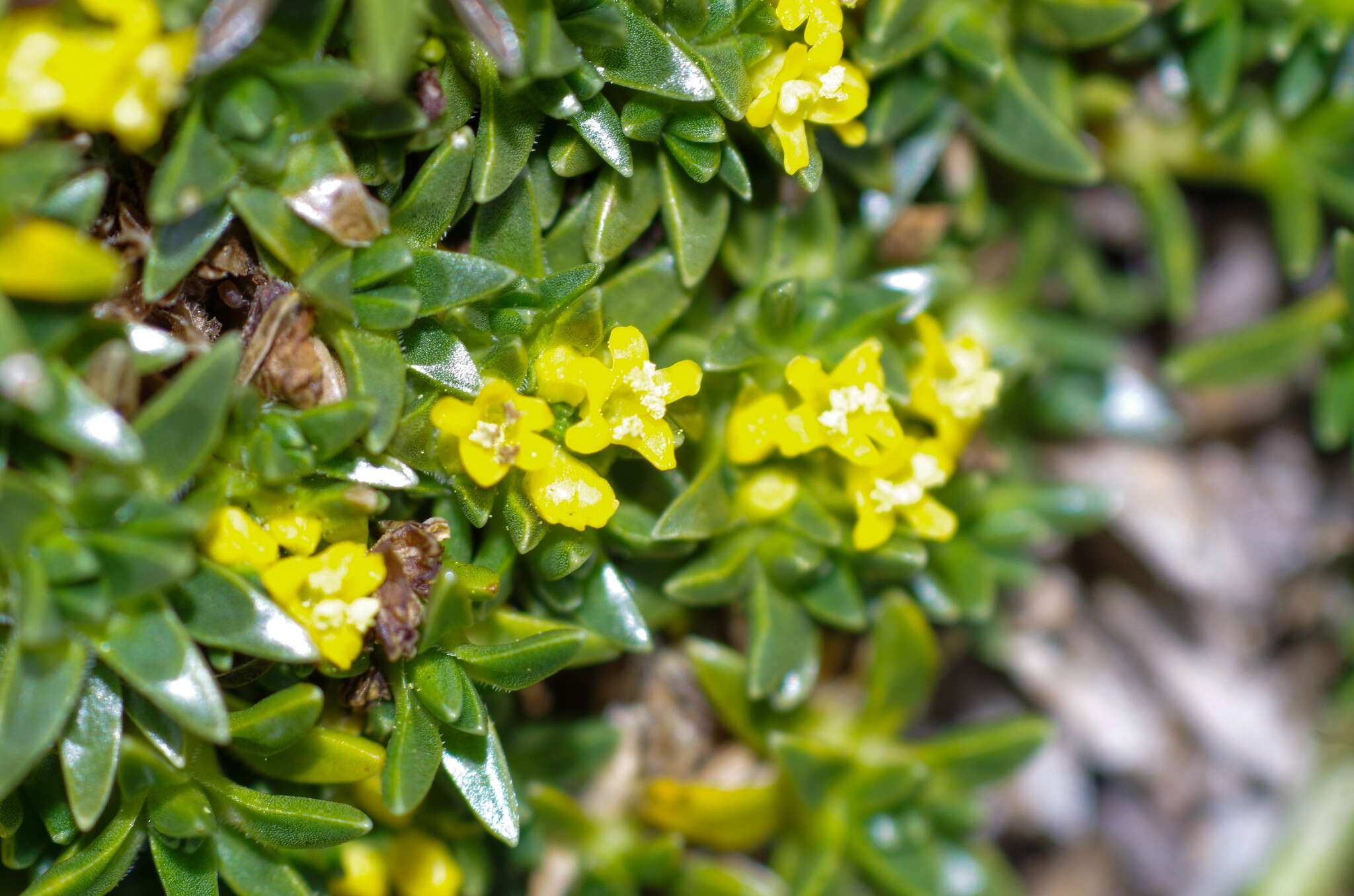 Image of Valeriana aretioides Kunth