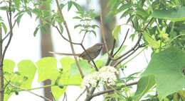 Image of Prinia khasiana