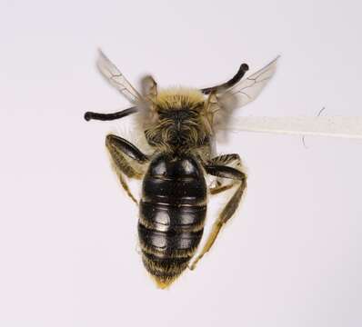 Image of Andrena imitatrix Cresson 1872