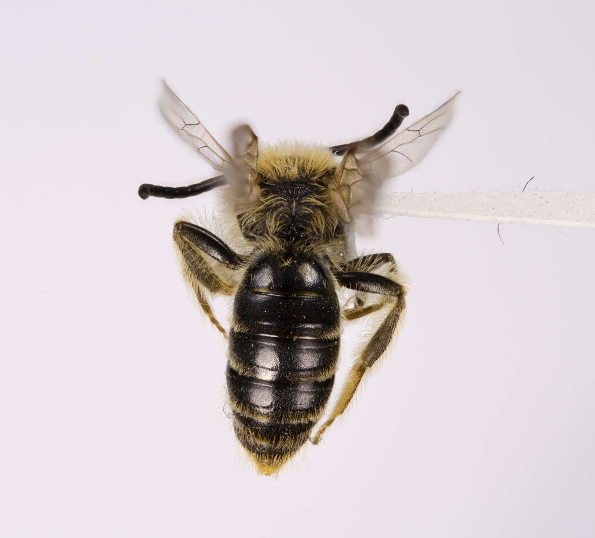 Sivun Andrena imitatrix Cresson 1872 kuva