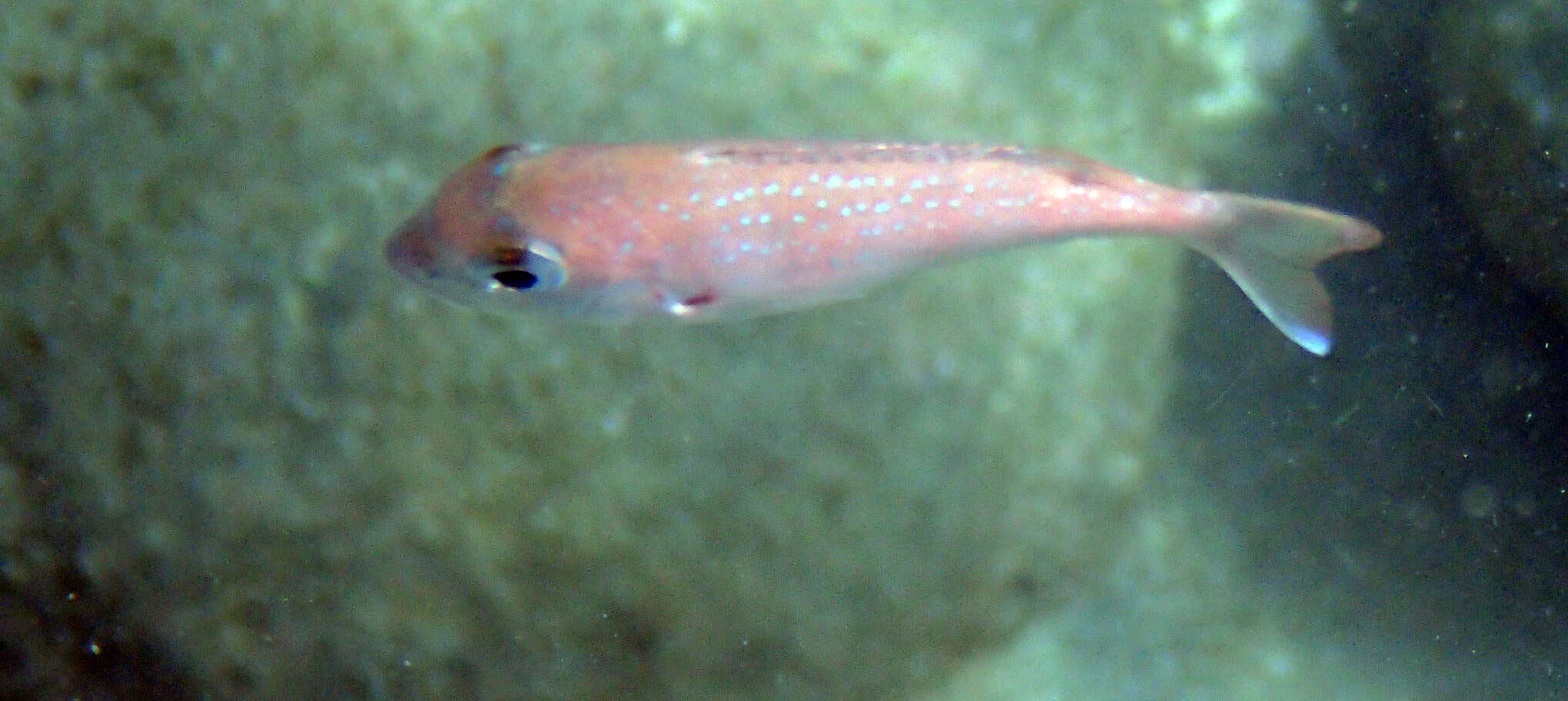 Image of Genuine Porgy