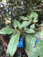 Plancia ëd Rhododendron macrosepalum Maxim.