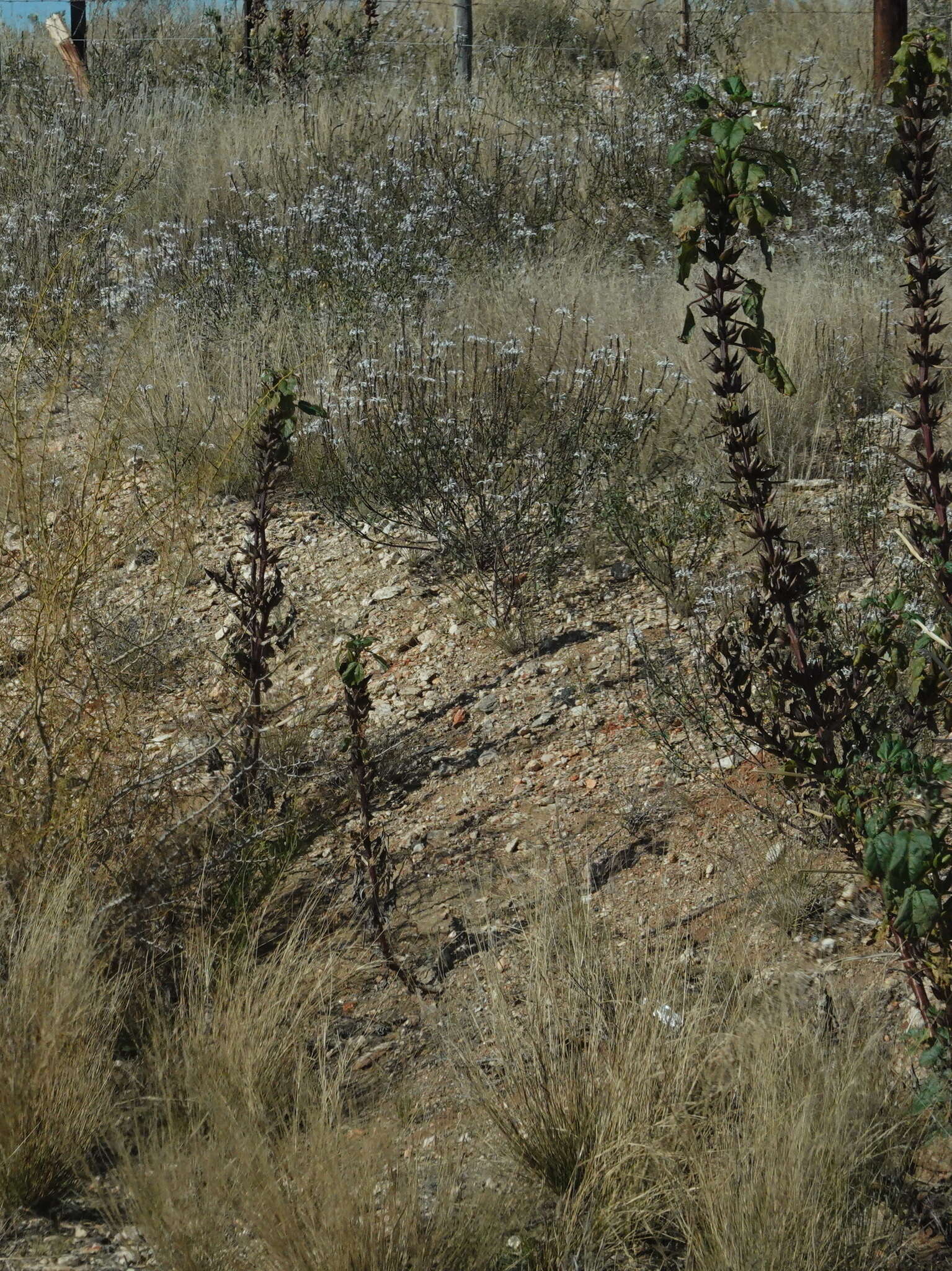 Image of Rogeria longiflora (Royen) J. Gay