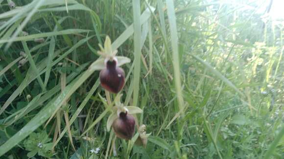 Ophrys sphegodes subsp. helenae (Renz) Soó & D. M. Moore的圖片