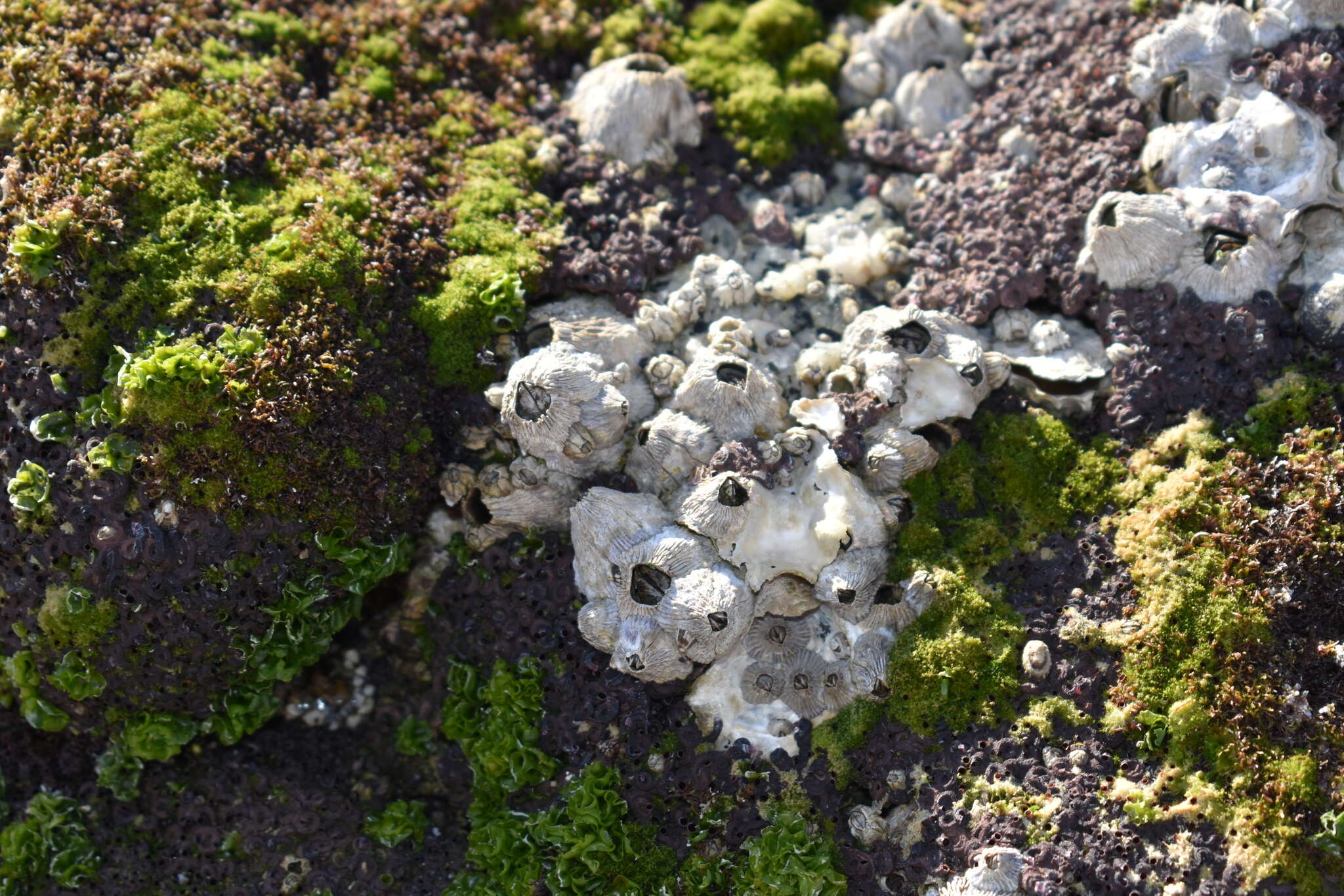 Image of Tetraclita stalactifera (Lamarck 1818)