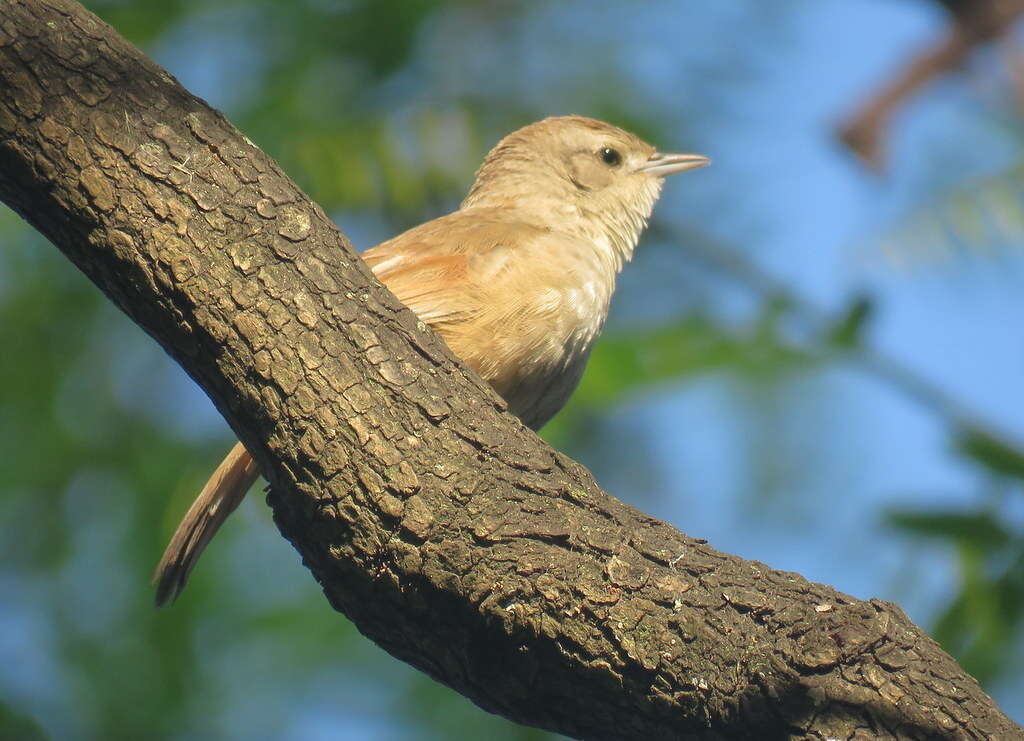 Image of Little Thornbird
