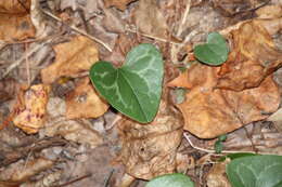 Image de Hexastylis lewisii (Fern.) Blomq. & Oost.