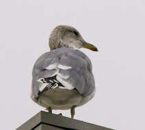 Larus californicus Lawrence 1854 resmi