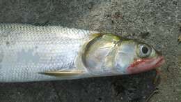 Image of Australian giant herring