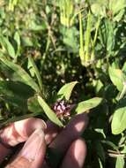 Слика од Trifolium gracilentum var. palmeri (S. Watson) McDermott