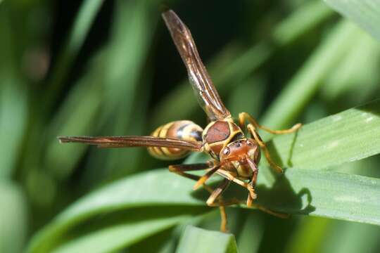 Plancia ëd Polistes exclamans Viereck 1906