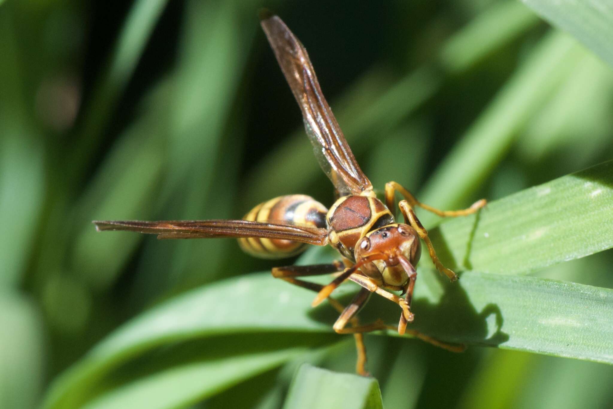 Image of Wasp